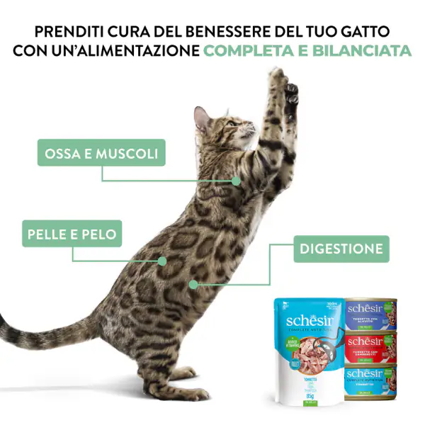 Schesir Cat Soft Adult filetti in gelatina alimento completo lattina Multipack 6x50 gr