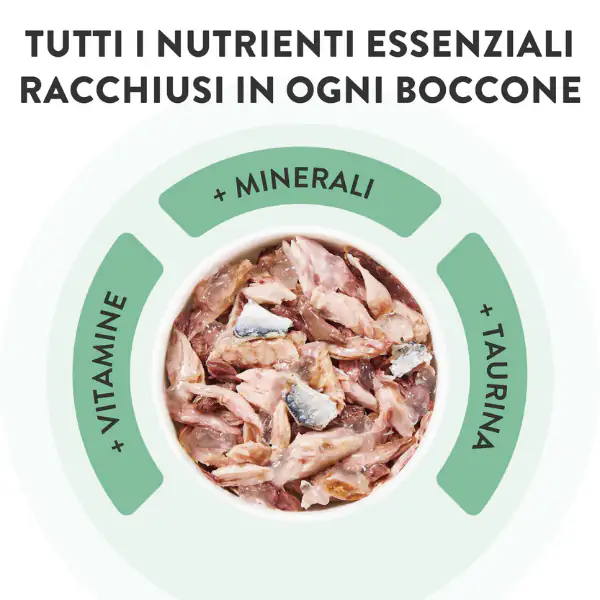 Schesir Cat Soft Adult filetti in gelatina alimento completo lattina Multipack 6x50 gr