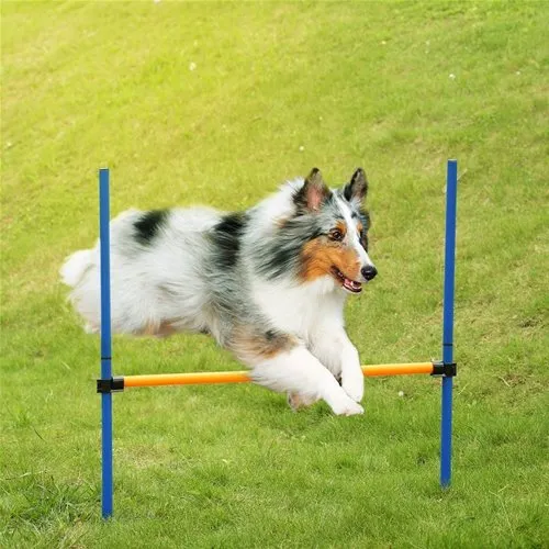 Agility Salto ad Ostacoli per Cani