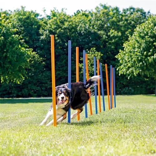Agility Paletti Slalom Allenamento per Cani