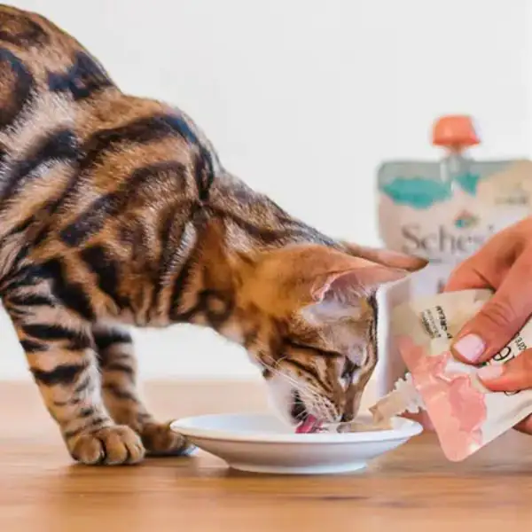 Schesir umido per gatti Kitten Care Crema in busta 150 gr