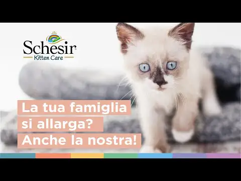 Schesir umido per gatti Kitten Care Crema in busta 150 gr