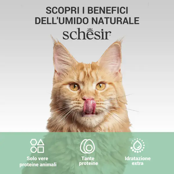 Schesir Cat Soft Adult filetti in gelatina alimento complementare bustine 70 gr