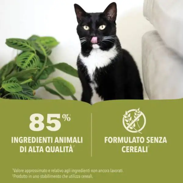 Acana Premium Patè Cat Adult Recipe Grain Free 85 g