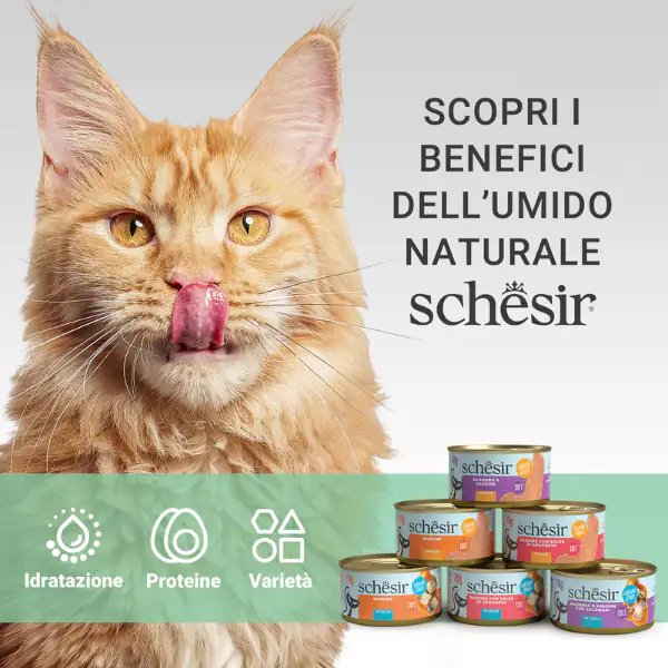 Schesir Sardine Filetti in salsa Cat Adult Grain Free 70 gr