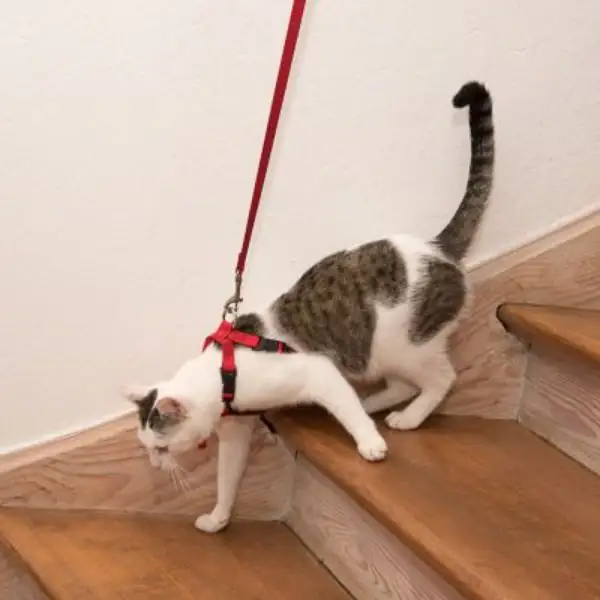 Pettorina con cintura per auto gatti Trixie