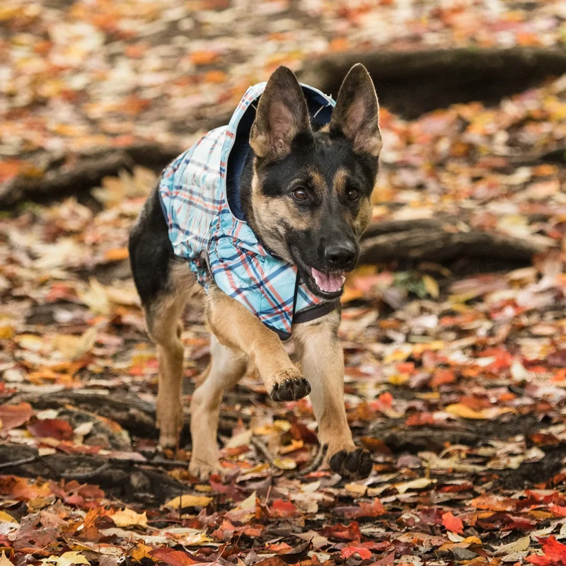 Reversible Dog Raincoat | Navy Plaid