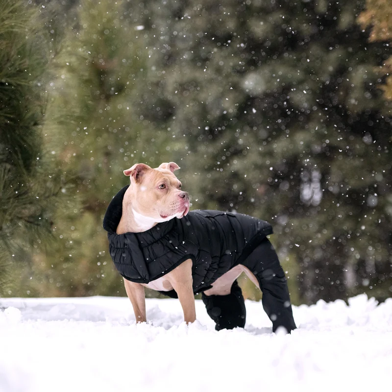 Odyssey Dog Snowsuit | Black
