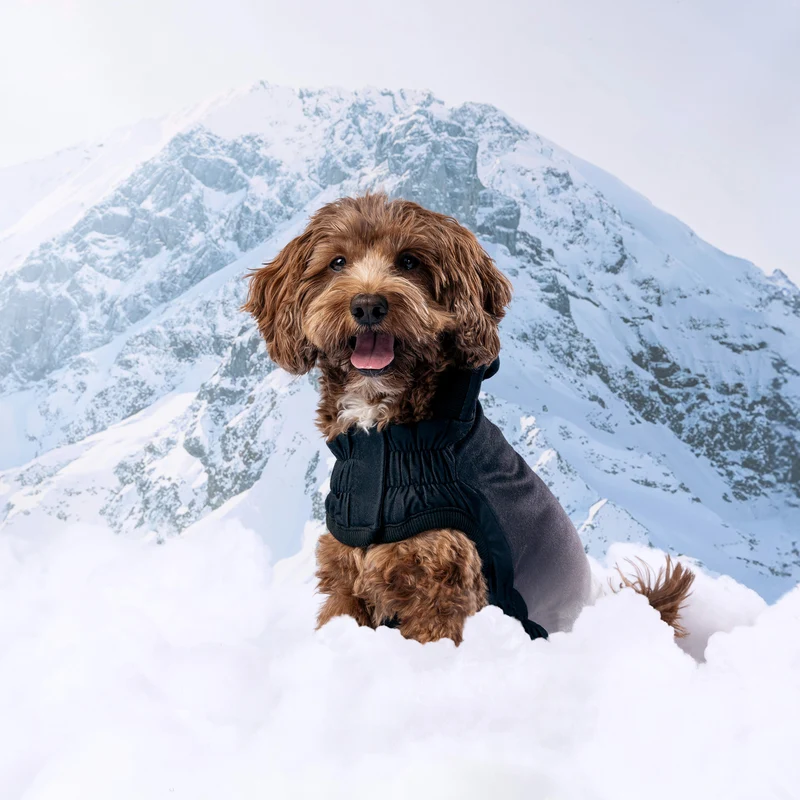 Good Vibes Dog Hoodie | Charcoal