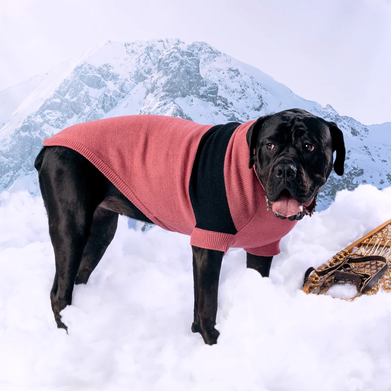 Catalyst Dog Sweater | Pink