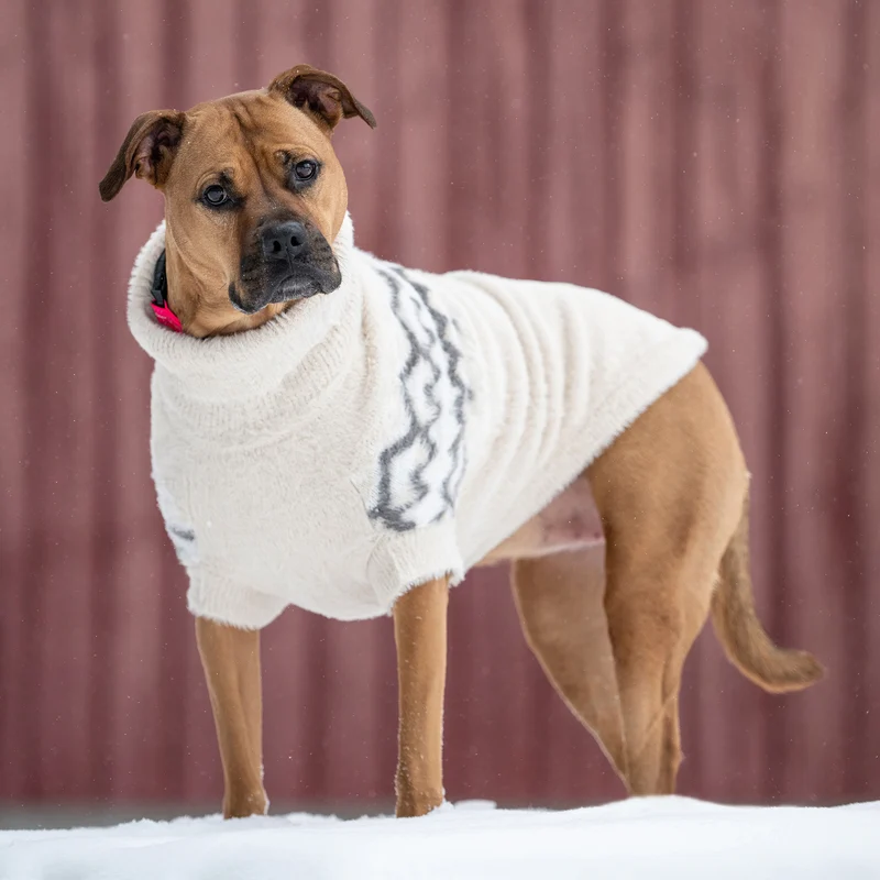 Fuzzy Dog Sweater | Sand