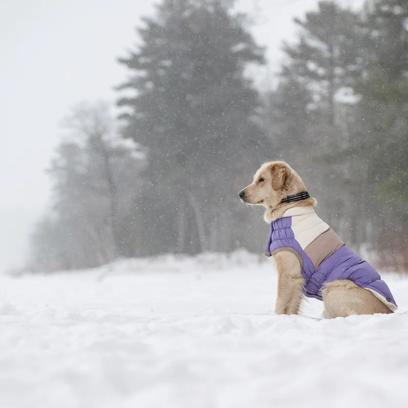 Color Block Dog Puffer | Purple