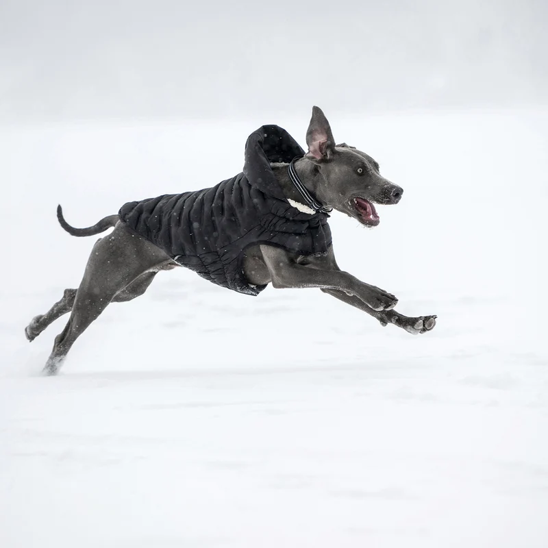 Cloud Dog Parka | Black
