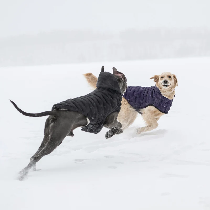 Cloud Dog Parka | Black