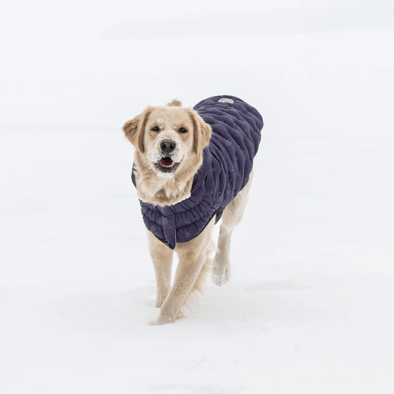 Cloud Dog Parka | Purple