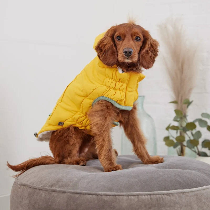 Arctic Dog Parka | Yellow