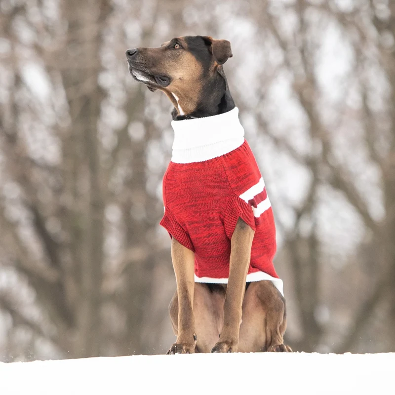 Trekking Dog Sweater | Red