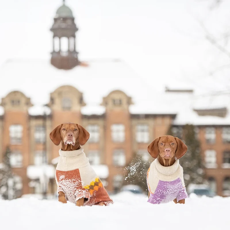 Fireside Dog Sweater | Chili