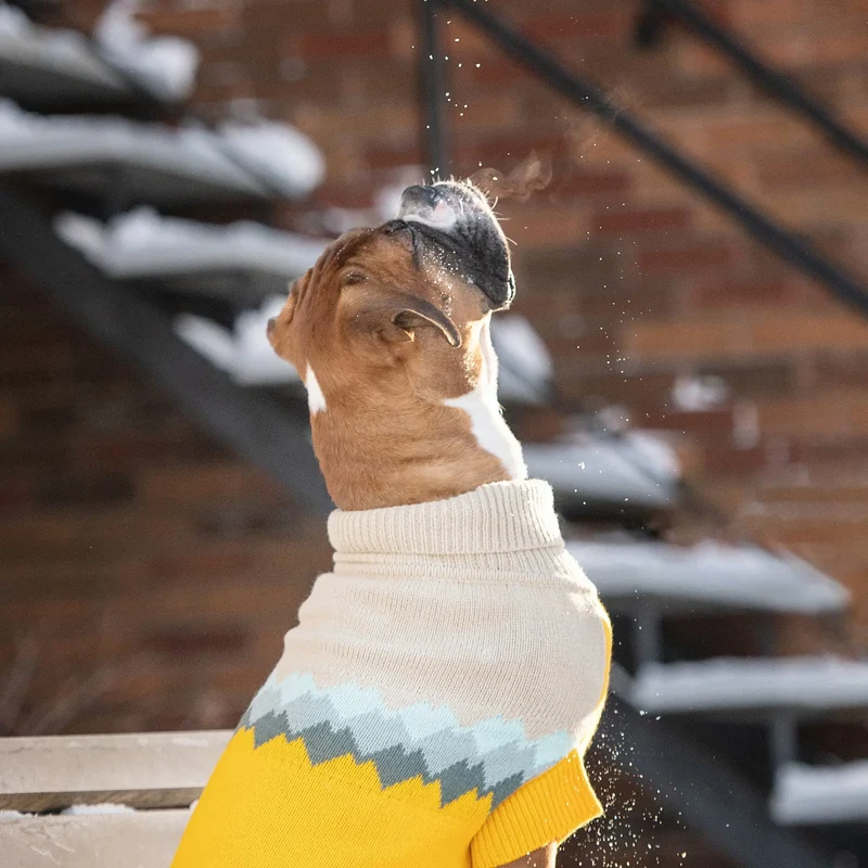 Fireside Dog Sweater | Yellow