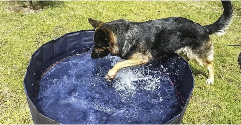 Piscina per Cani 120 x 120 x 30 h cm piscina per bagno cani e animali con scaric