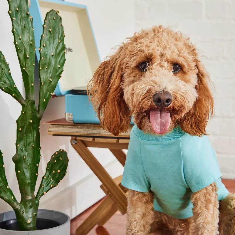 Graphic Tee Dog T-Shirt | Heather Aqua
