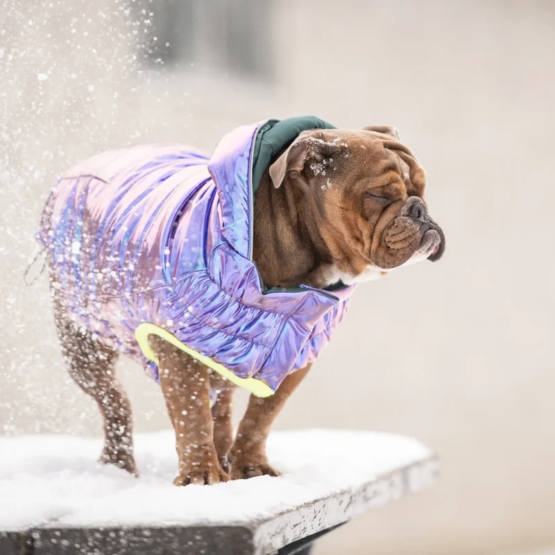 Recycled Dog Parka | Iridescent