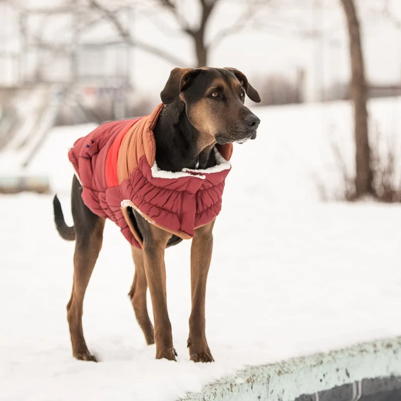 Retro Dog Puffer | Dark Red