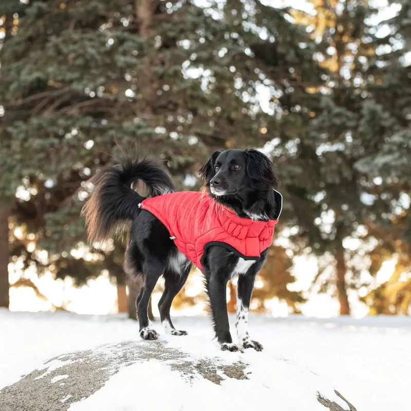 Reversible Chalet Dog Jacket | Red Nylon