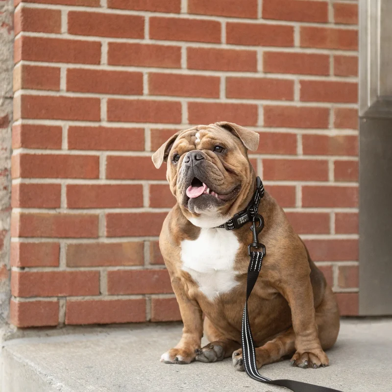Reflective Dog Leash | Black