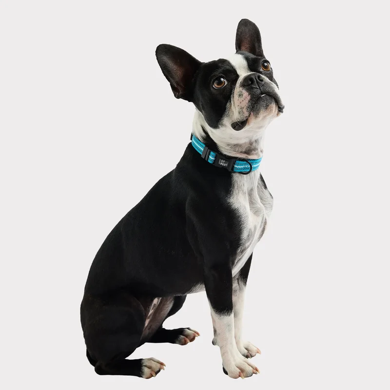 Reflective Dog Collar | Neon Blue