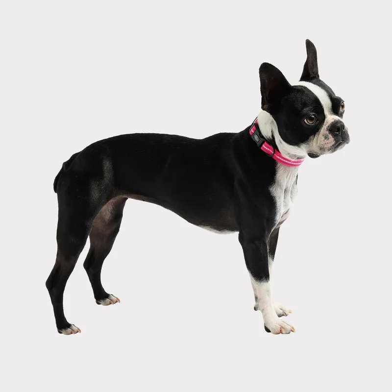 Reflective Dog Collar | Neon Pink