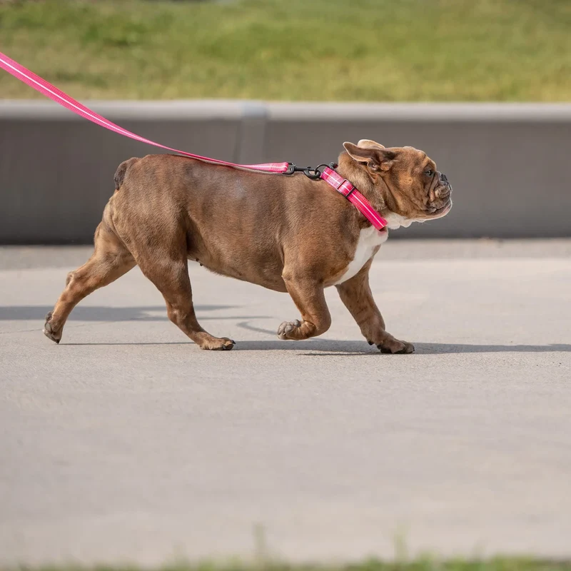 Reflective Dog Collar | Neon Pink