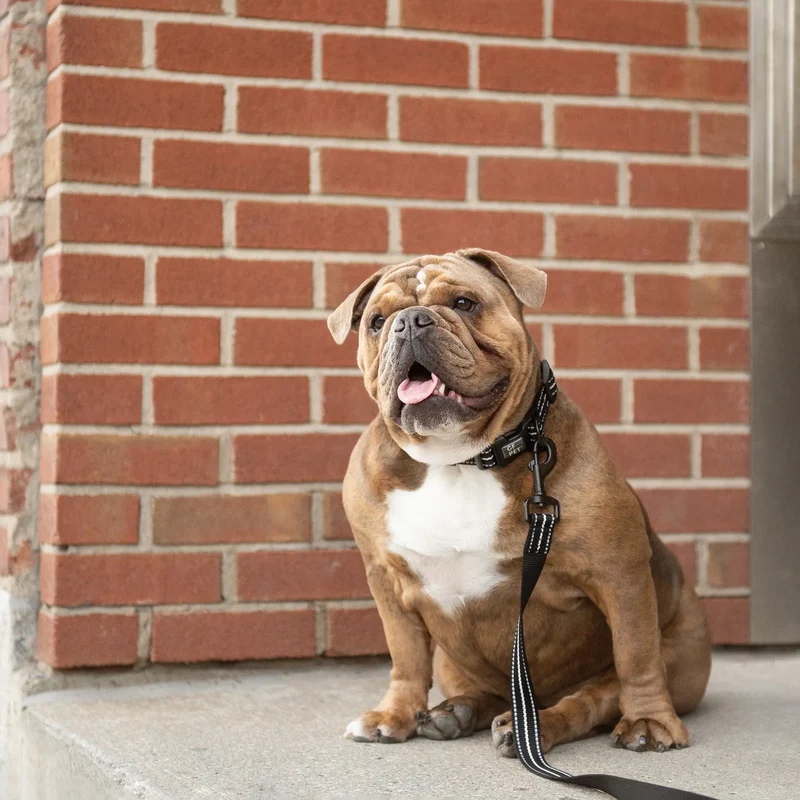 Reflective Dog Collar | Black