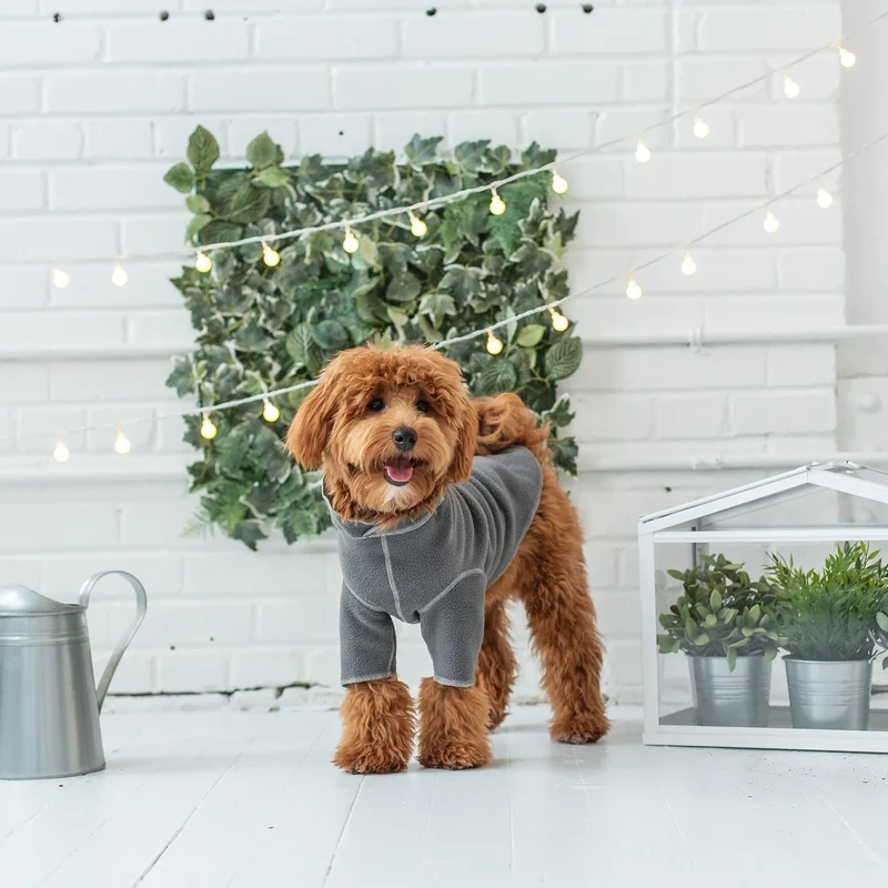 Gondola Base Layer for Dogs | Charcoal