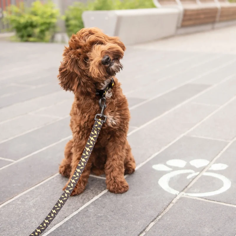 Dog Leash | Lightning Bolt