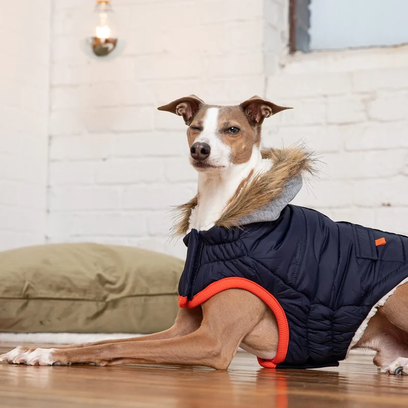 Winter Sailor Dog Parka | Navy