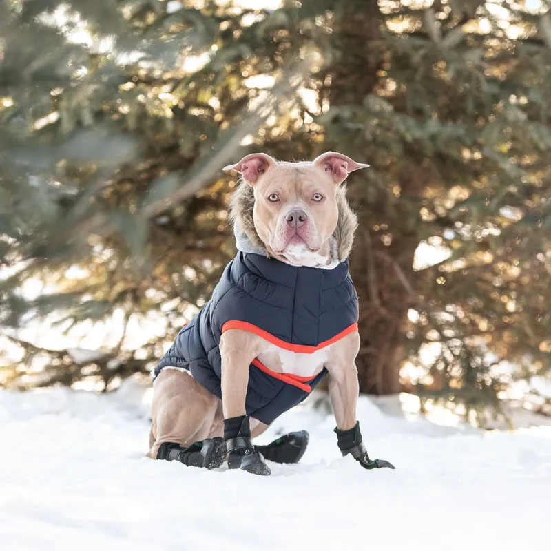 Winter Sailor Dog Parka | Navy