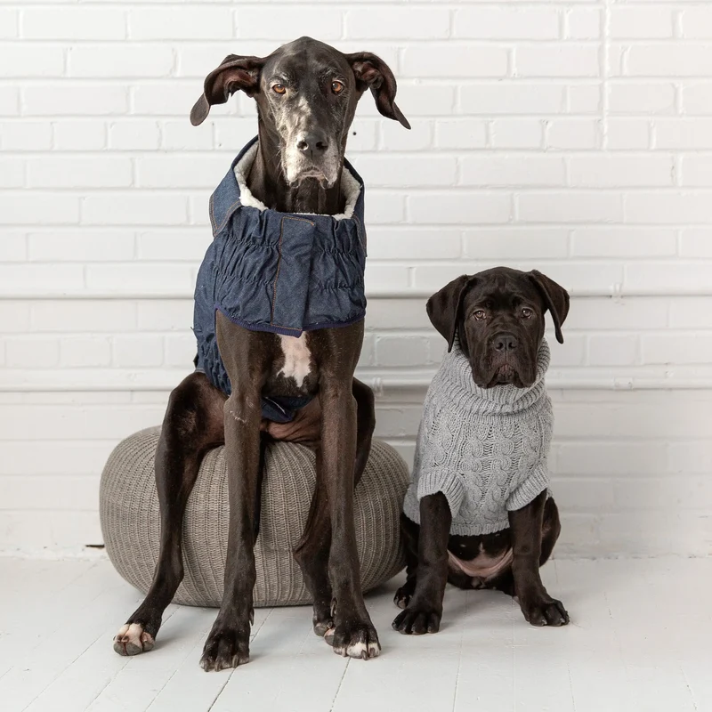 Denim Dog Jacket | Dark Wash
