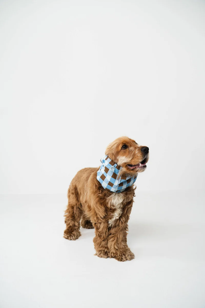 Snood pour chien vichy