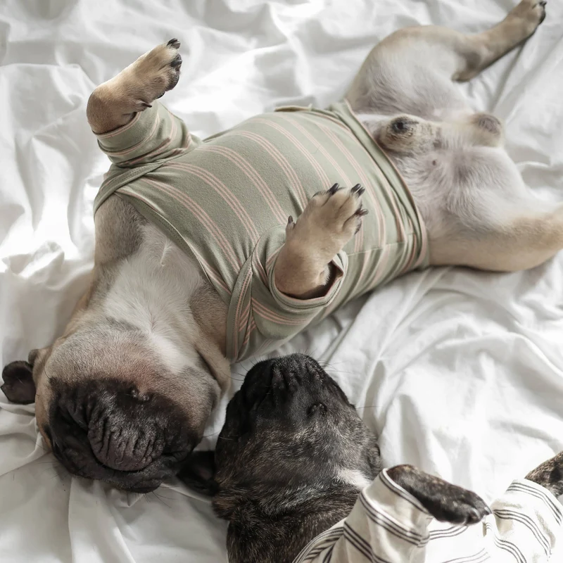 T-shirt rayé en coton pour chien
