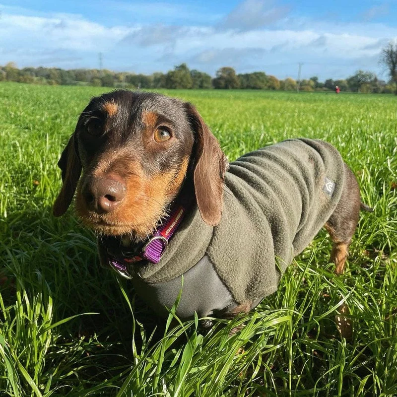 Pull en polaire pour teckel avec panneau imperméable