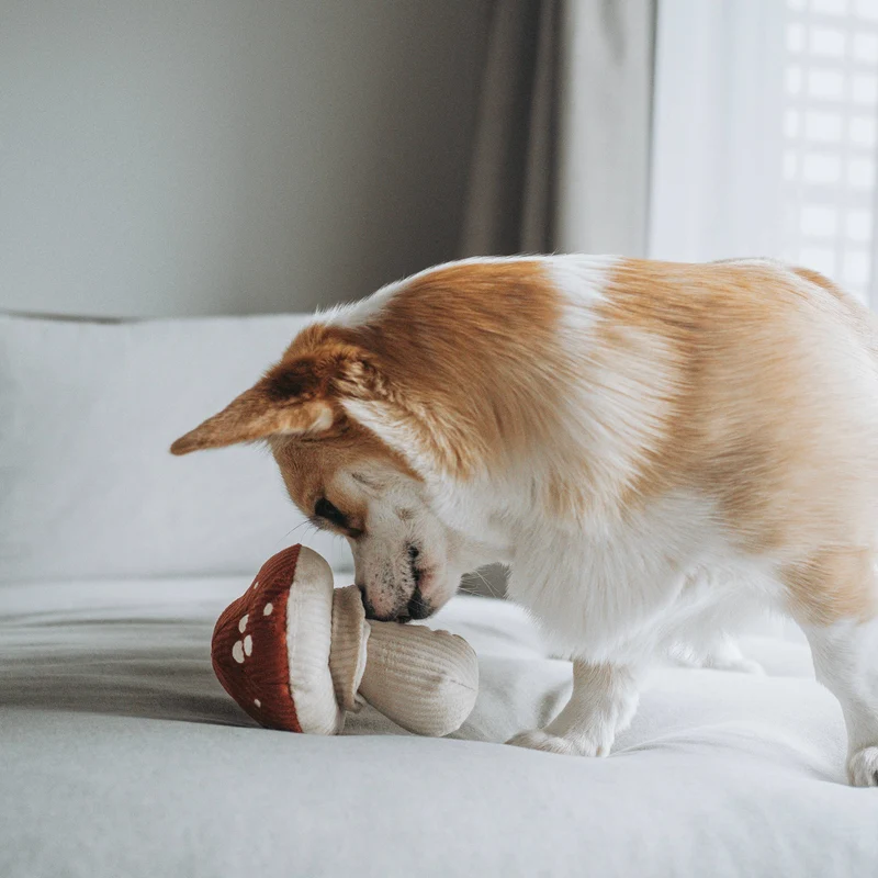 Jouet peluche champignon
