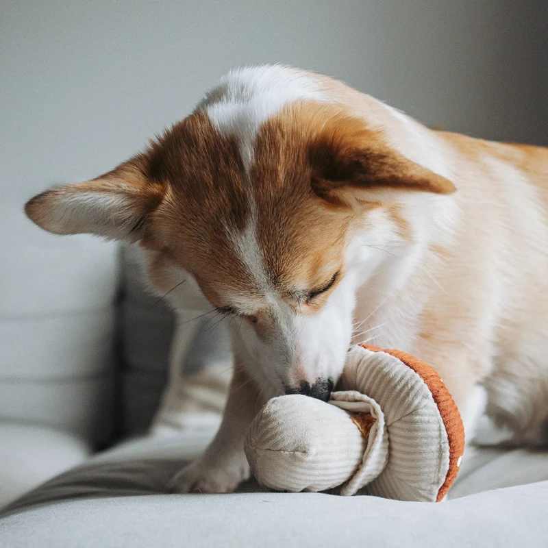 Jouet peluche champignon