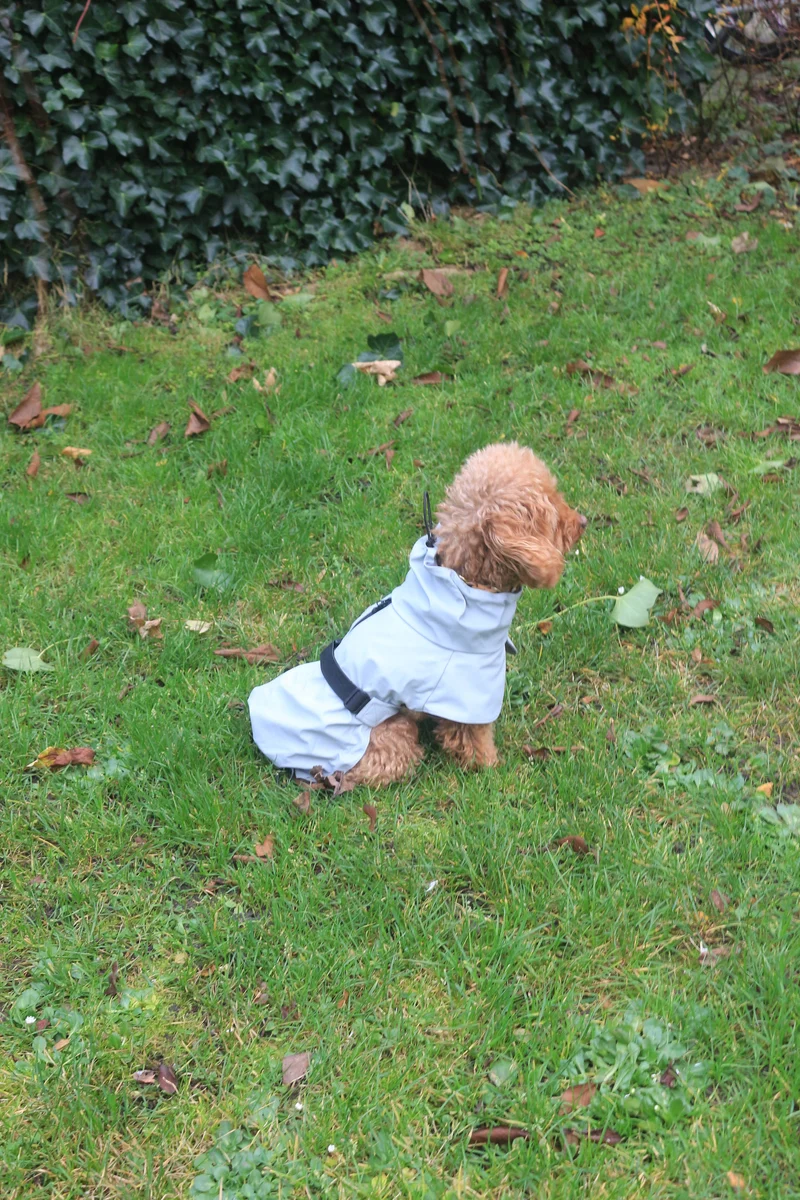 Imperméable pour chien gris clair