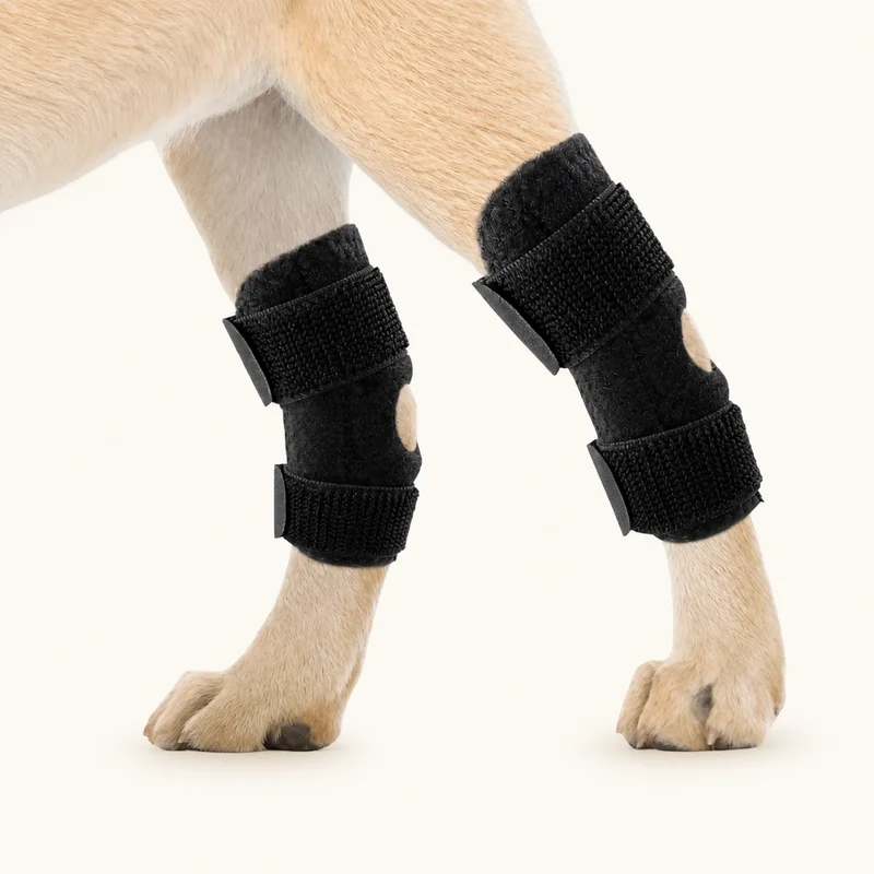 ProCare Canine Hock Brace for Joint Support
