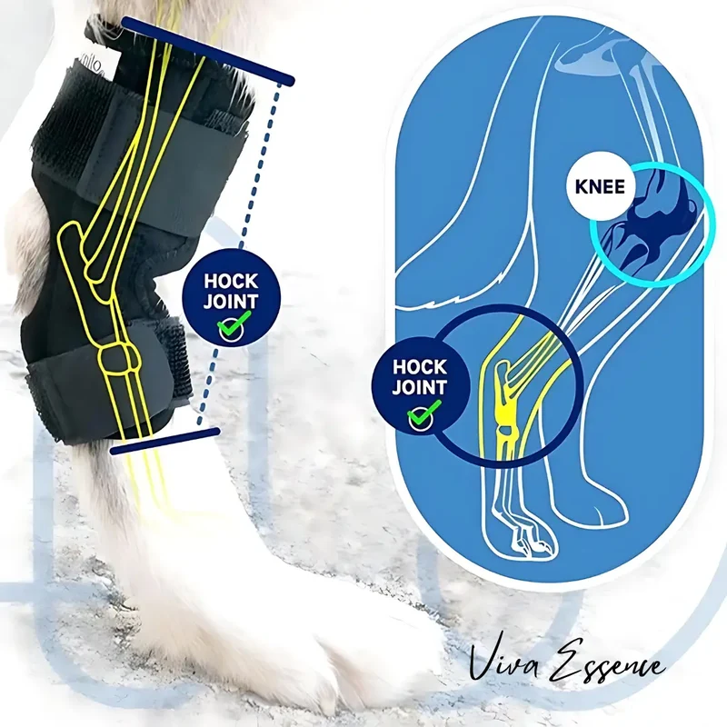 ProCare Canine Hock Brace for Joint Support