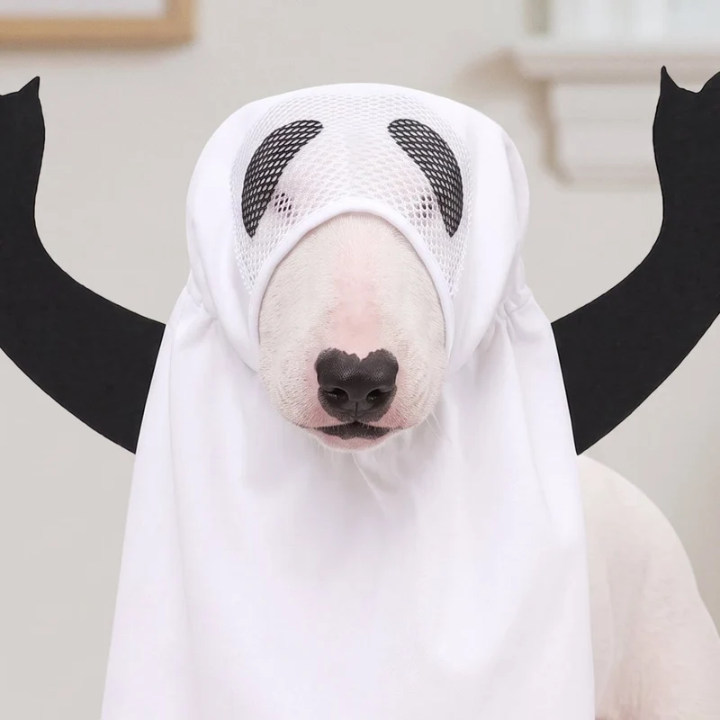 Bull Terrier Ghost Costume