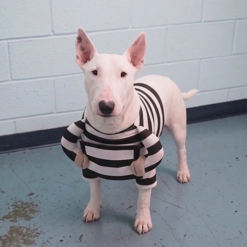 Prisoner Bull Terrier Halloween Costume