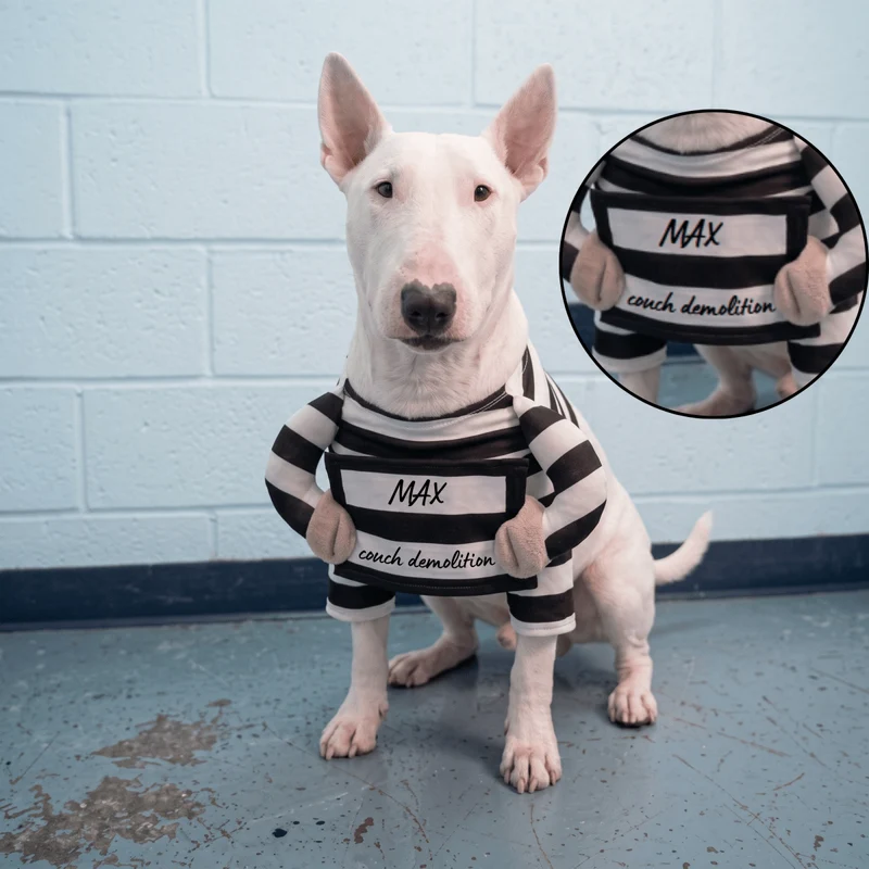 Prisoner Bull Terrier Halloween Costume