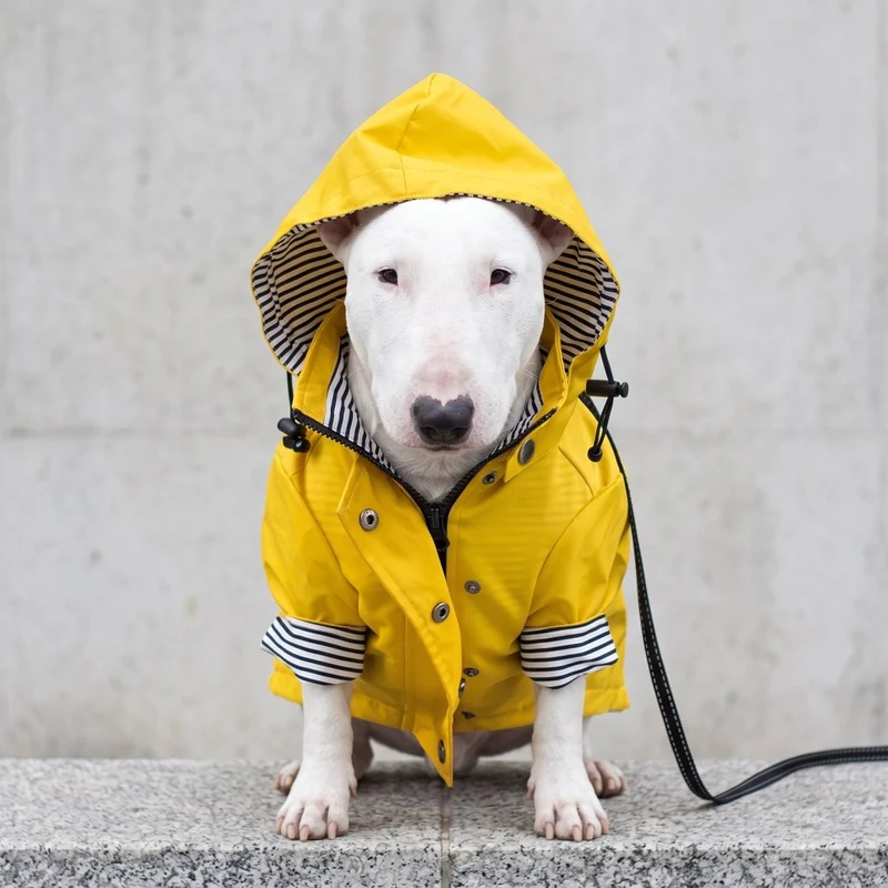 Hooded Dog Raincoat